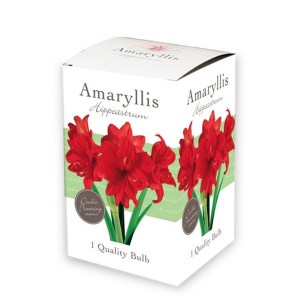 722.201 Amaryllis Gift Box - Amaryllis Double Red2
